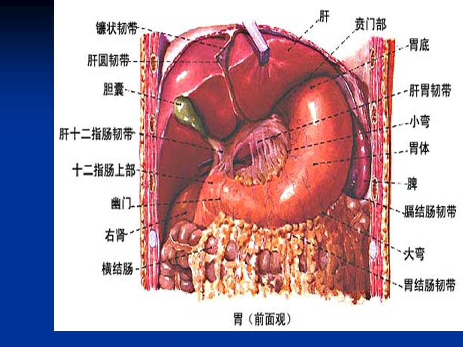 消化系统常见疾病的药物治疗.ppt_第3页