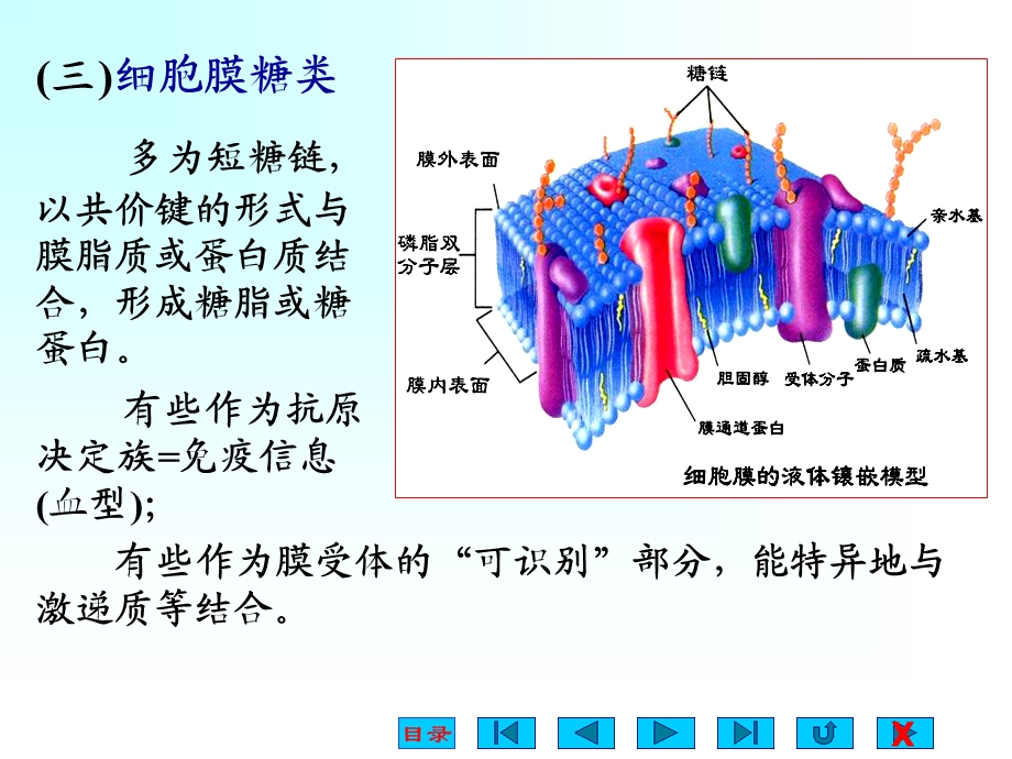 生理学课件细胞的基本功能.ppt_第3页