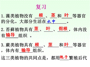 新人教版第二节种子植物ppt.ppt