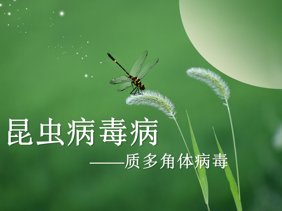 昆虫病理学-昆虫病毒.ppt_第1页