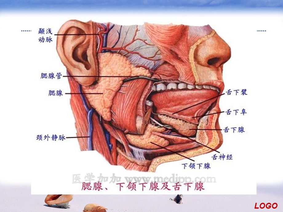 流行性腮腺炎PPt课件.ppt_第3页