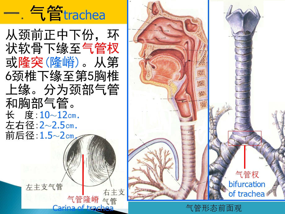 气管支气管解剖.ppt_第2页