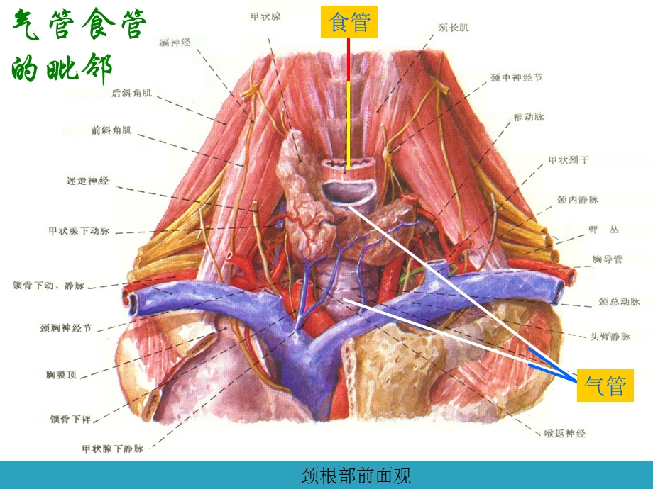 气管支气管解剖.ppt_第3页