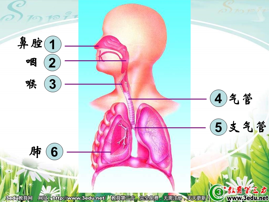 生物人体和外界环境的气体交换.ppt_第3页