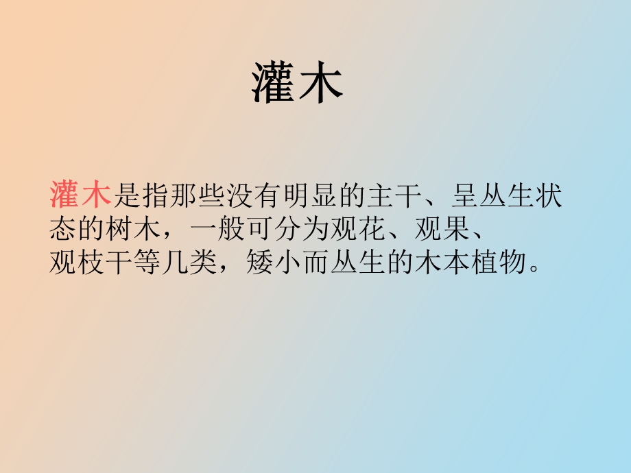 景观常用乔木.ppt_第2页