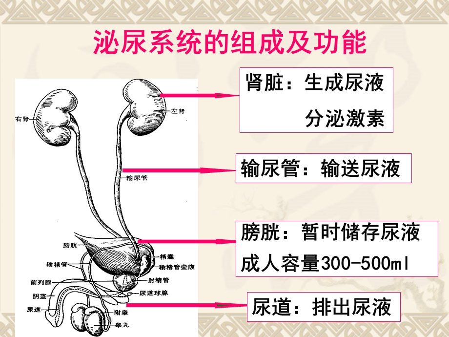 泌尿系统常见症状体征的护理.ppt_第3页