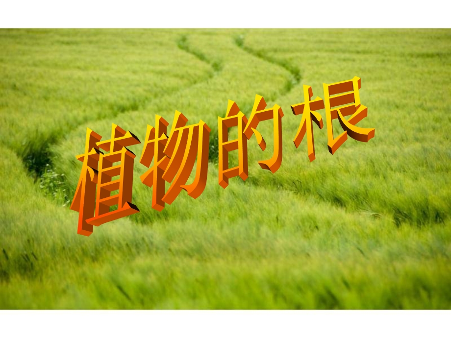 科学：植物的根.ppt_第1页