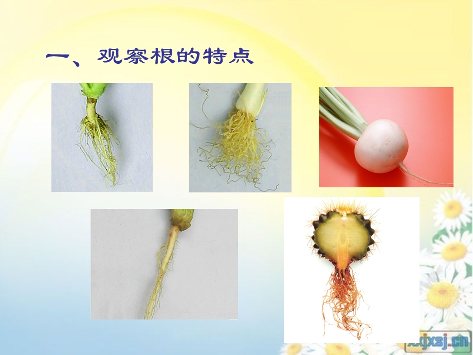 科学：植物的根.ppt_第2页