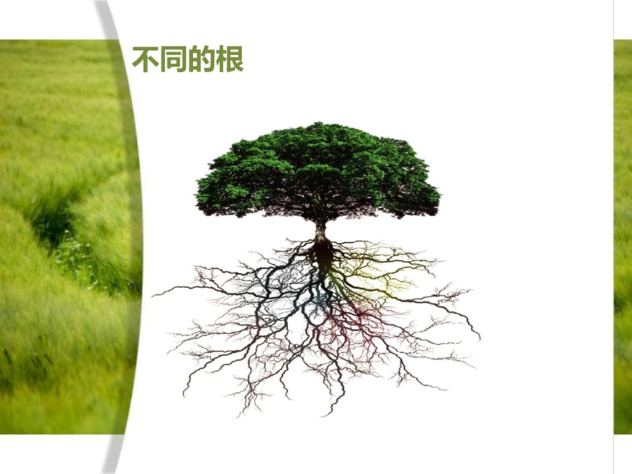 科学：植物的根.ppt_第3页