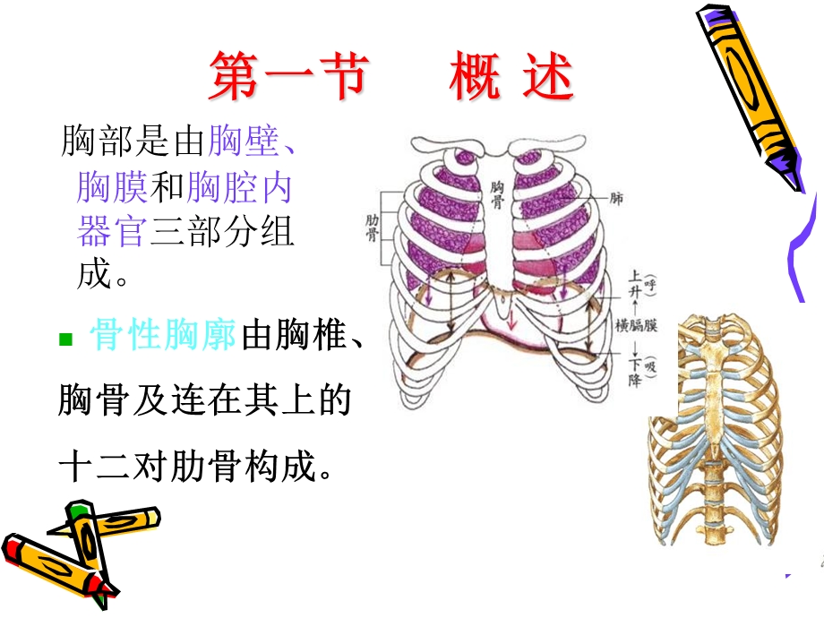 肋骨骨折气胸血胸病人的护理.ppt_第1页