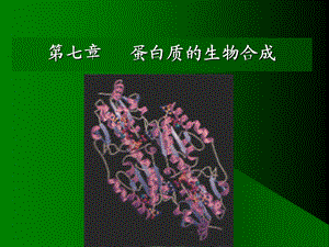 生物化学合工大第七章蛋白质的生物合成.ppt