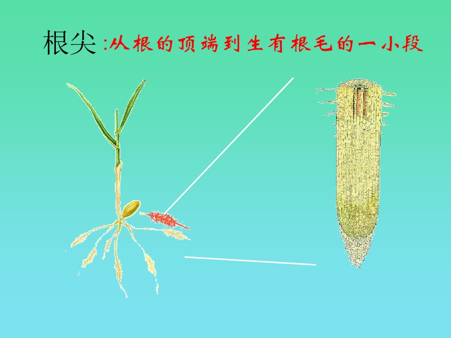 第5章第2节植物根的生长.ppt_第3页