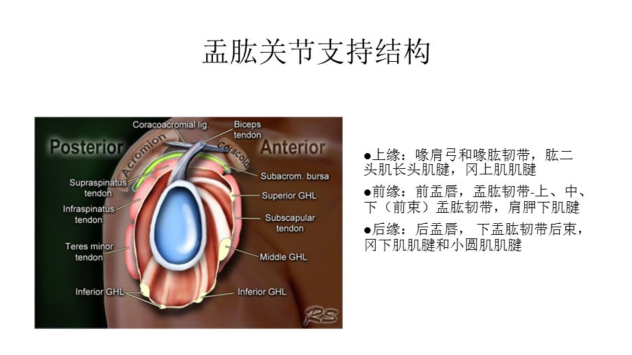 肩关节常见病变MR评估.ppt_第3页