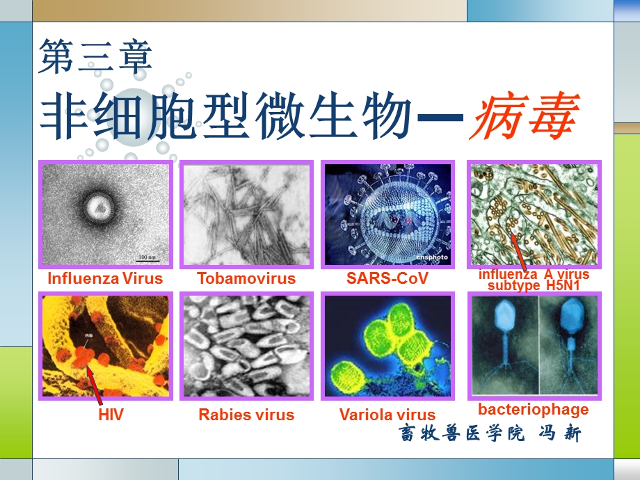 畜牧微生物学第三章非细胞型微生物-病毒.ppt_第1页