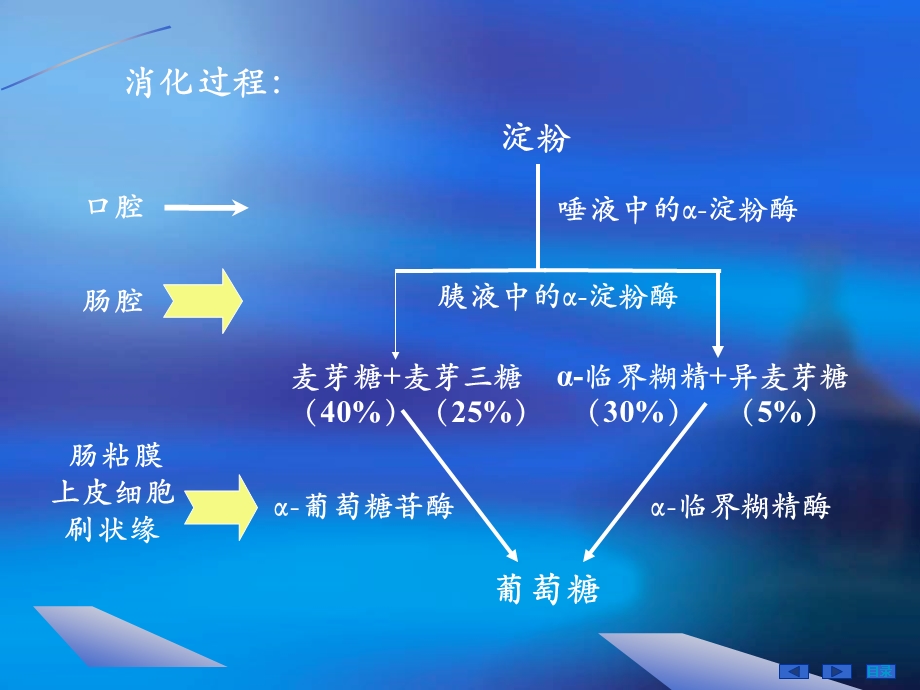 生物化学第九章糖的消化与吸收.ppt_第2页