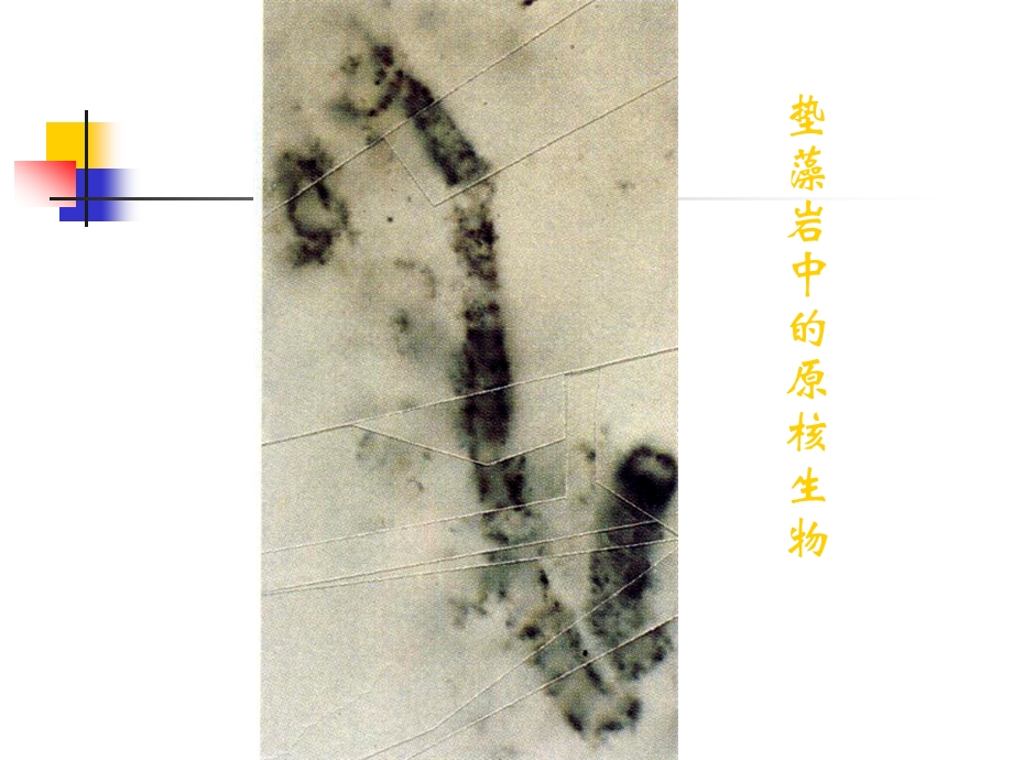 普通生物学第六部分多样性环境.ppt_第3页