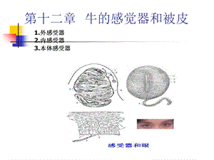 家畜解剖生理第十二章感觉器官和被皮.ppt