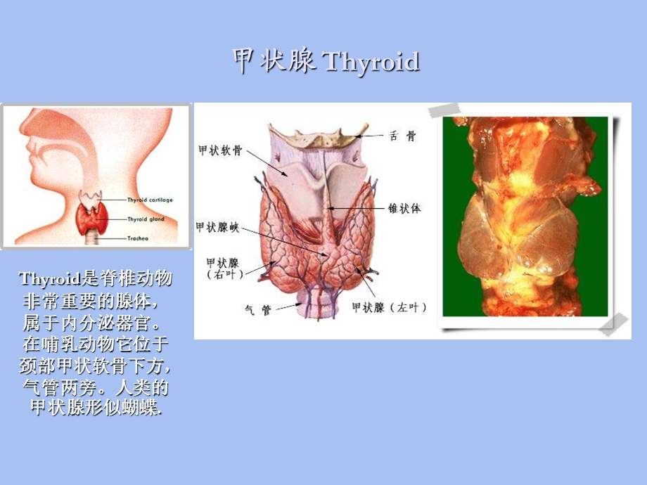 甲状腺激素药.ppt_第2页