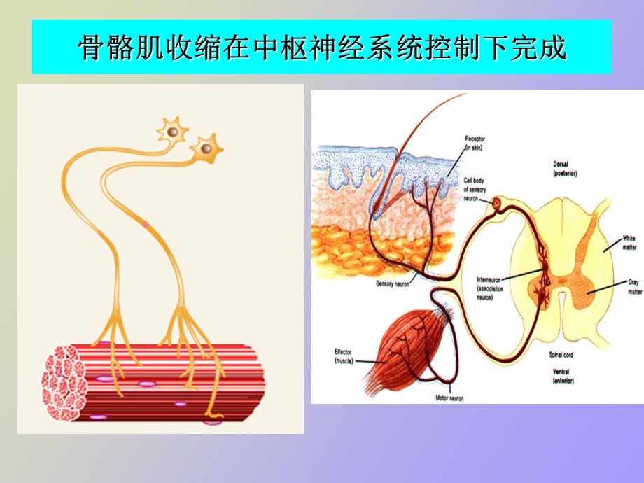 肌细胞的收缩.ppt_第3页