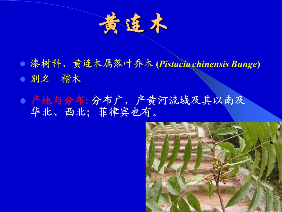 生物质能源树种黄连木.ppt_第2页