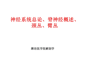 神经系统总论、脊神经、颈丛、臂丛.ppt