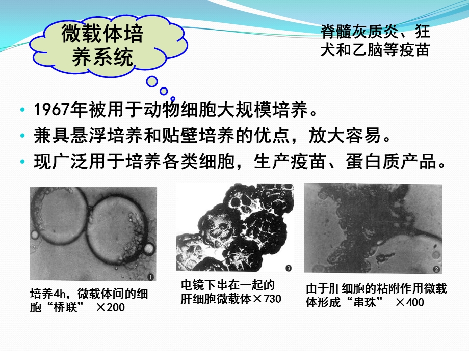 生物工程下游技术第三章微载体培养技术.ppt_第3页