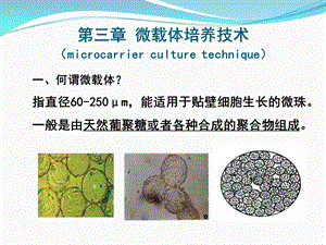 生物工程下游技术第三章微载体培养技术.ppt