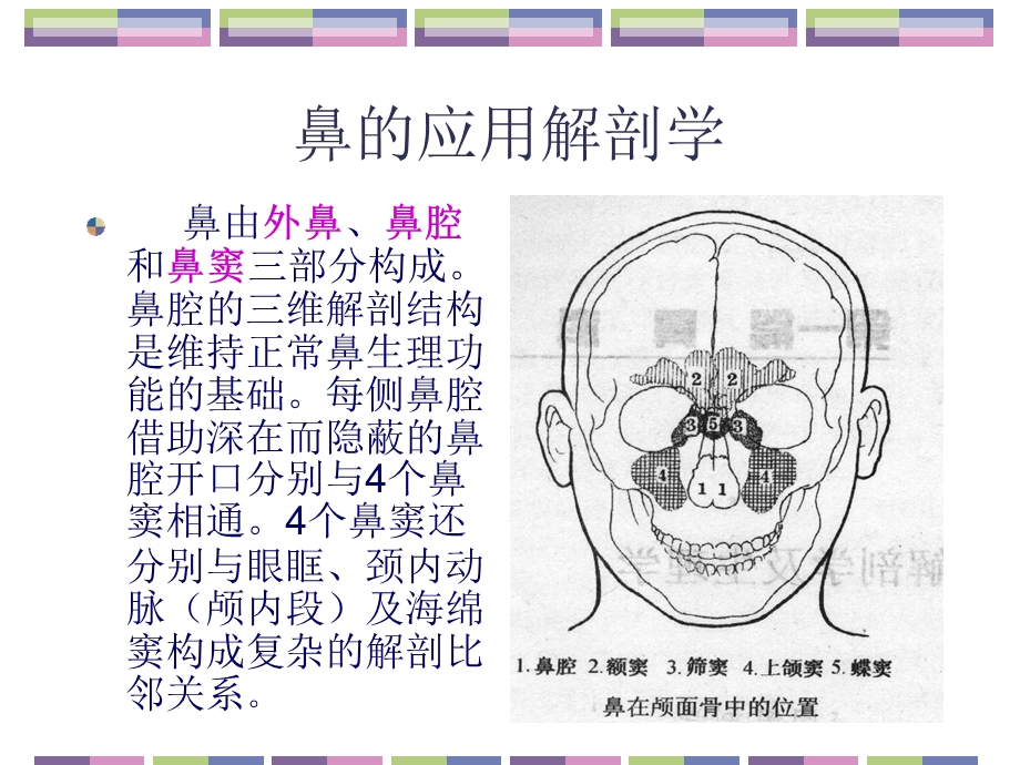 鼻的应用解剖学和生理学PPT课件.ppt_第2页