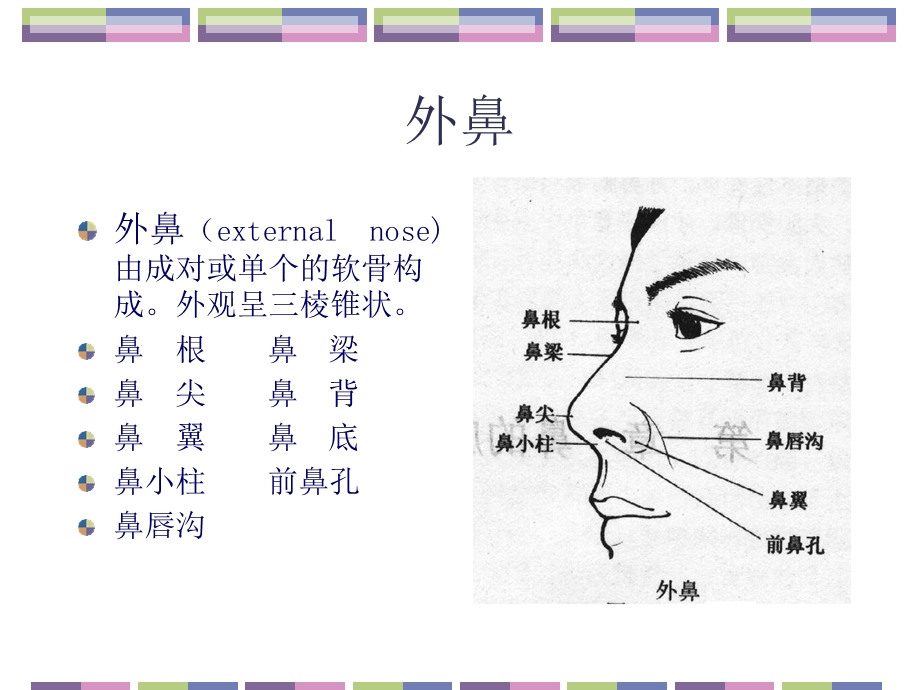 鼻的应用解剖学和生理学PPT课件.ppt_第3页