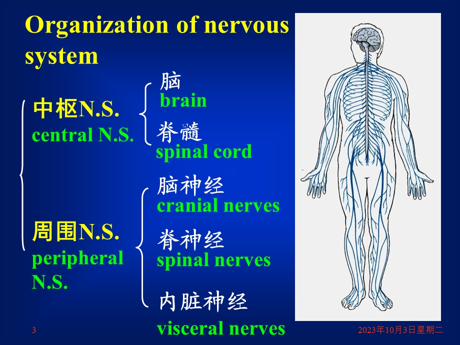 神经系总论脊髓脊脑神经概述.ppt_第3页