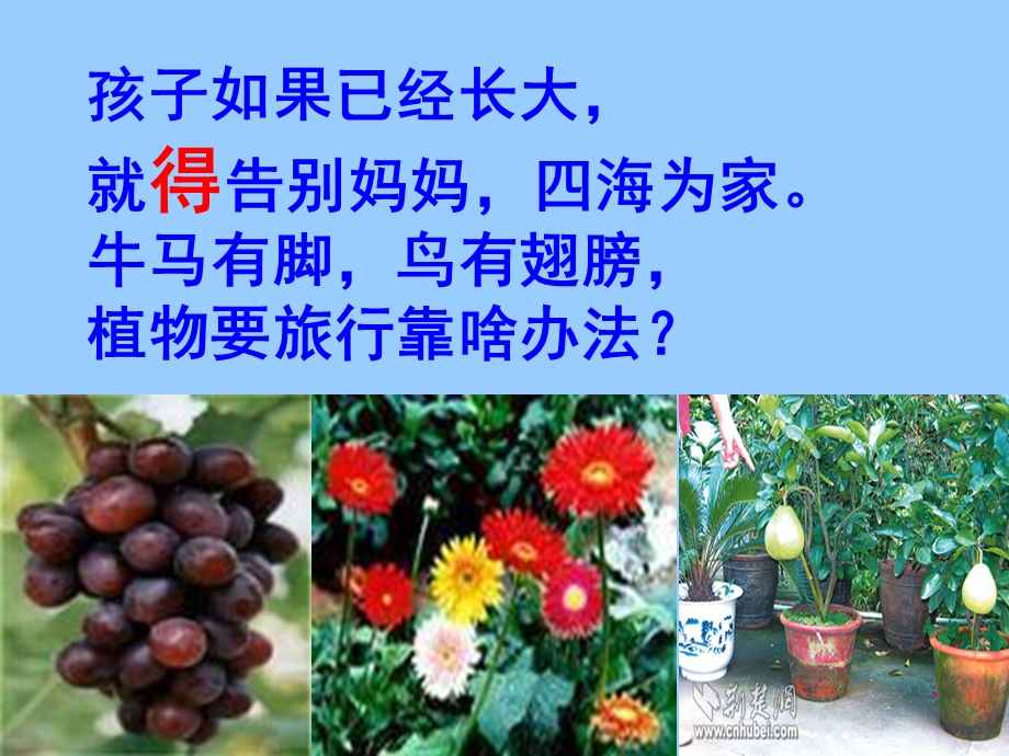 3植物妈妈有办法 .ppt_第3页