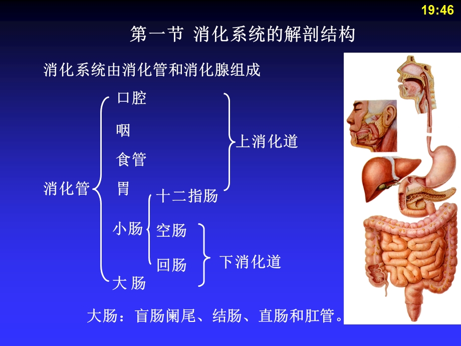 人体解剖生理学第七章消化系统PPT课件.ppt_第3页