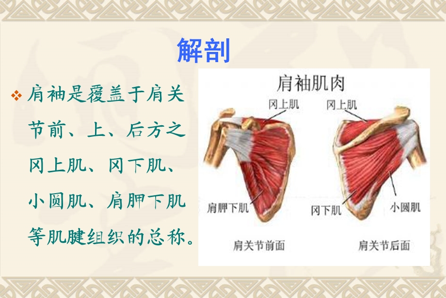 肩袖损伤康复课件.ppt_第3页