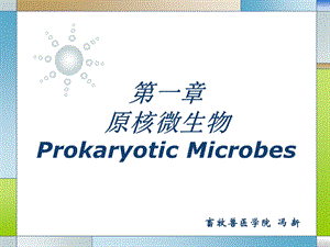 畜牧微生物学第一章原核细胞微生物.ppt