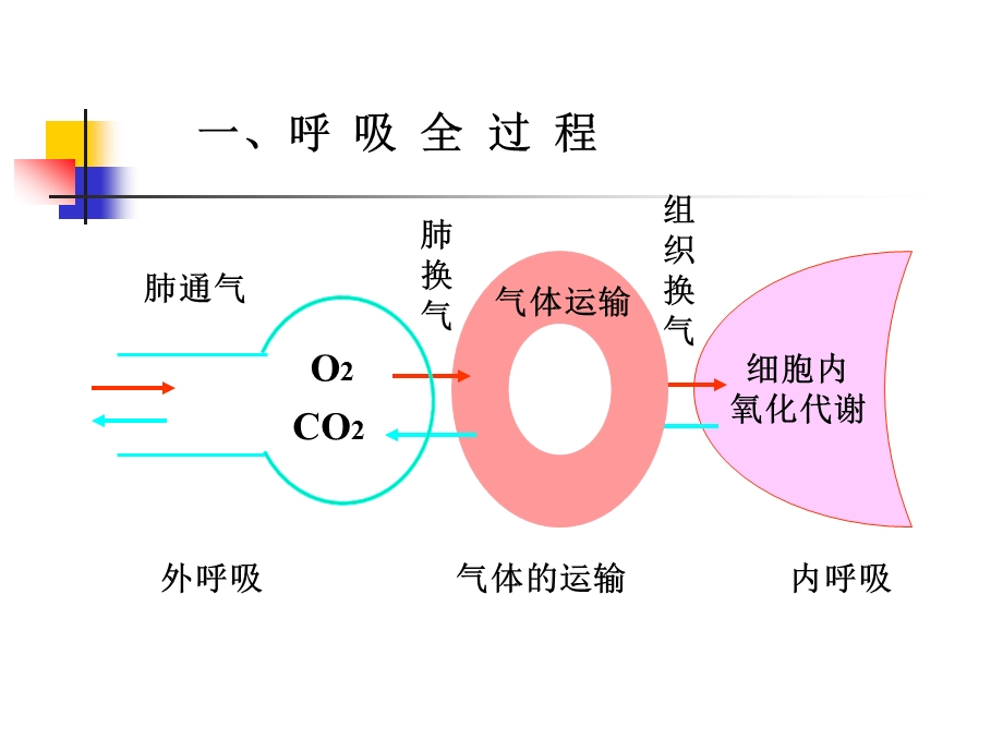 人体解剖生理学第五章呼吸系统下PPT课件.ppt_第2页