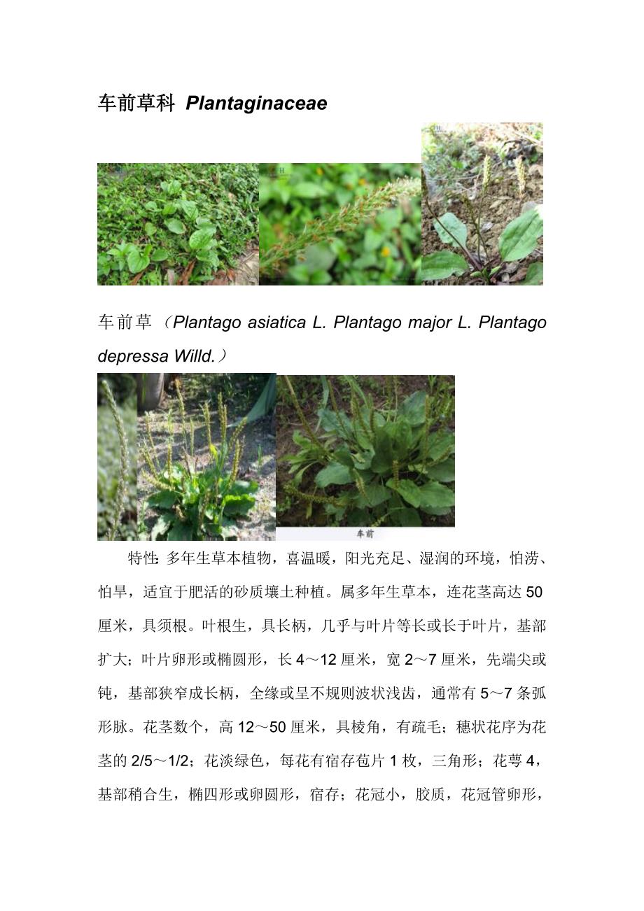 车前草科 Plantaginaceae.doc_第1页