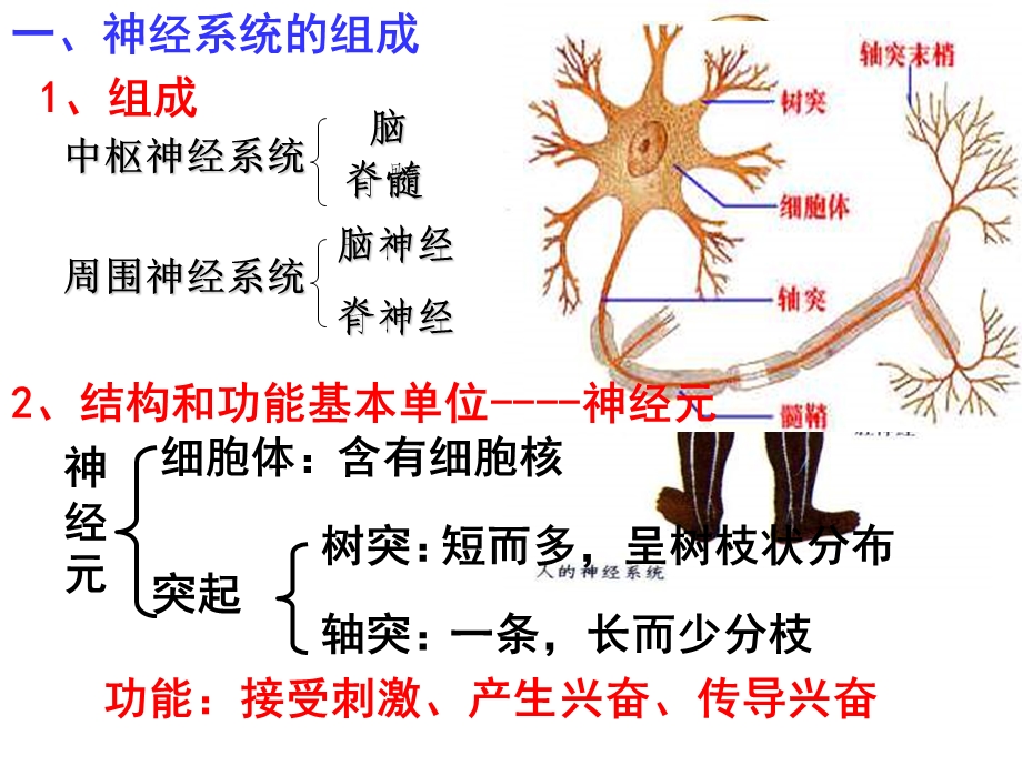 动物和人体生命活动的调节PPT课件.ppt_第2页