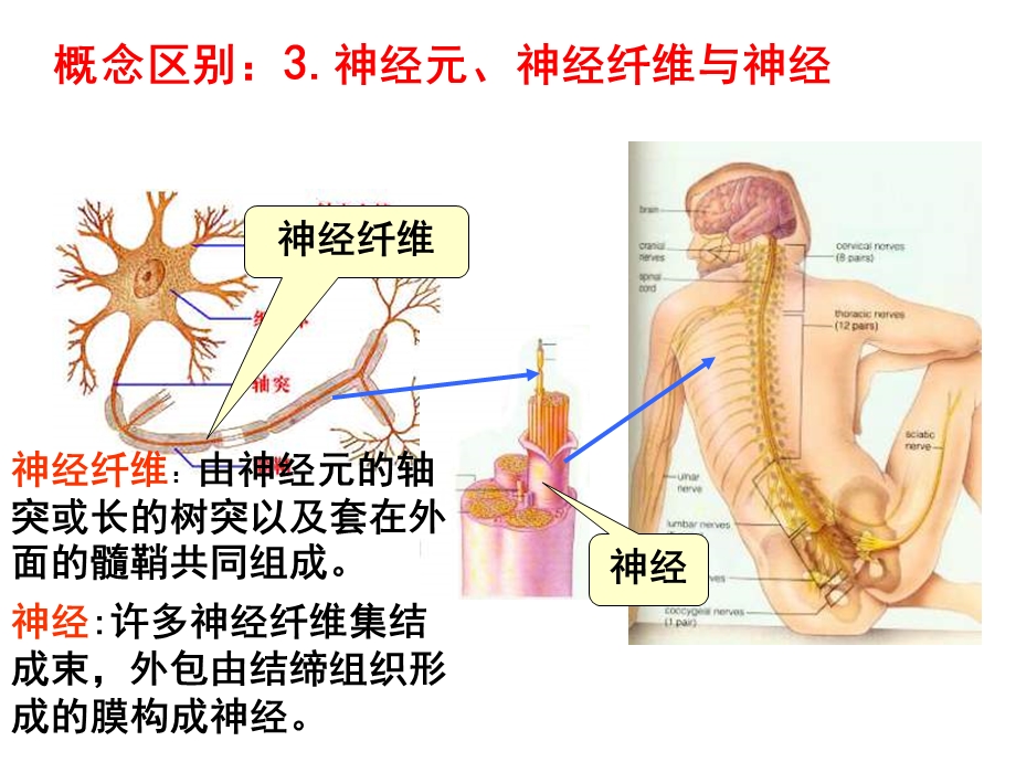 动物和人体生命活动的调节PPT课件.ppt_第3页