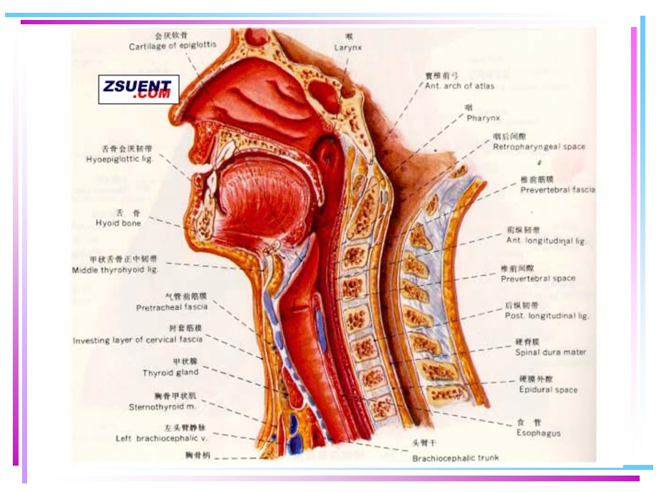 喉的应用解剖学及生理学PPT课件.ppt_第3页