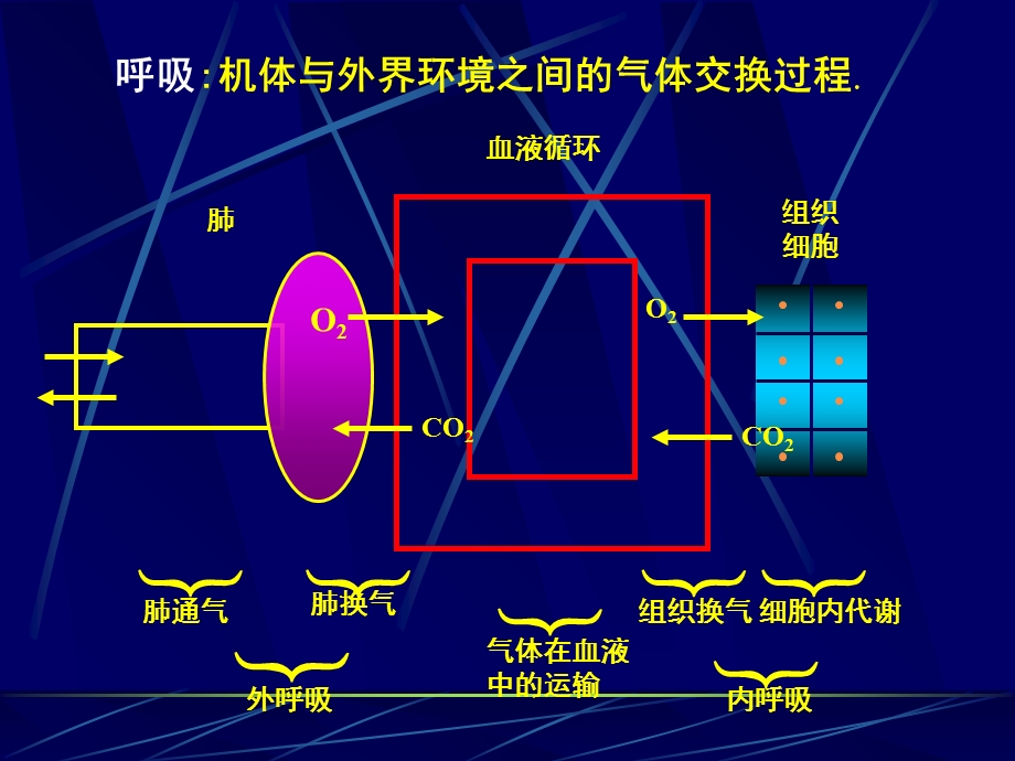 呼吸机体与外界环境之间的气体交换过程.ppt_第3页