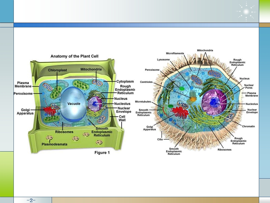 畜牧微生物学第二章真核细胞微生物.ppt_第2页