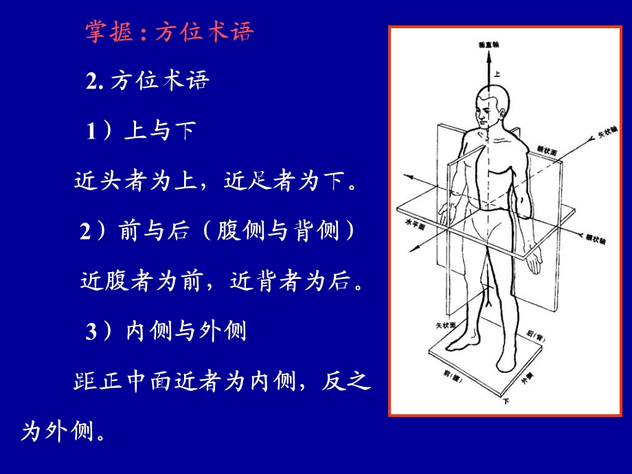 绪论、躯干骨、上肢骨及连结.ppt_第3页