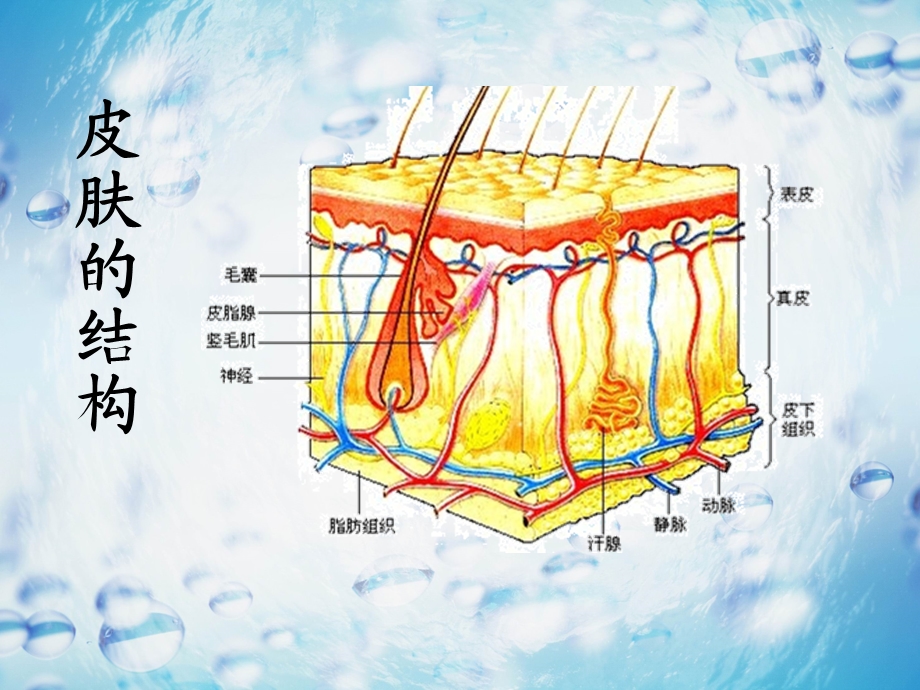 皮肤保养知识PPT课件.ppt_第3页