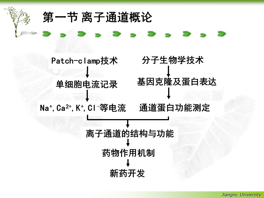 离子通道概论及钙拮抗药.ppt_第2页