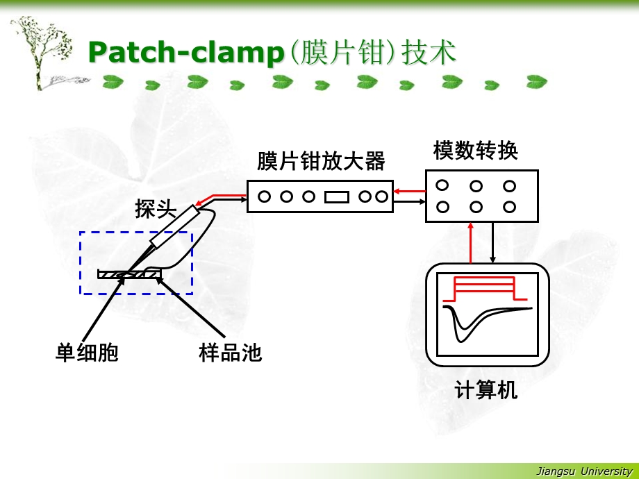 离子通道概论及钙拮抗药.ppt_第3页