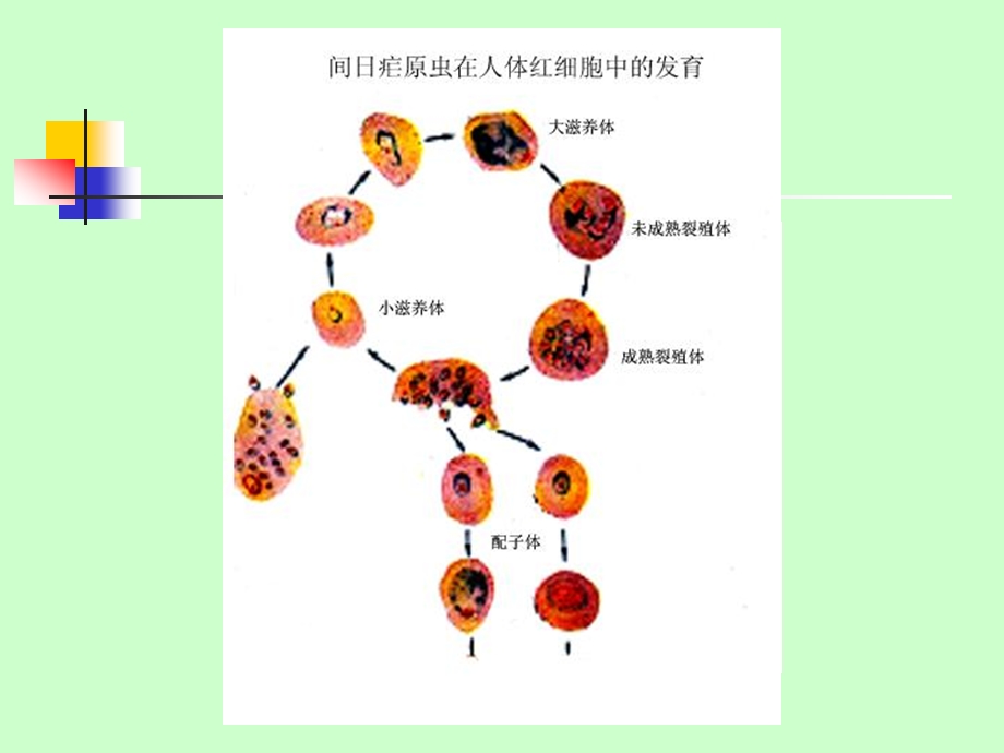 疟原虫的形态鉴别厚薄.ppt_第3页