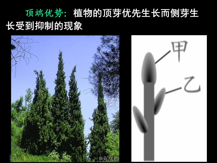 3.2生长素的生理作用课件关书胤.ppt_第2页