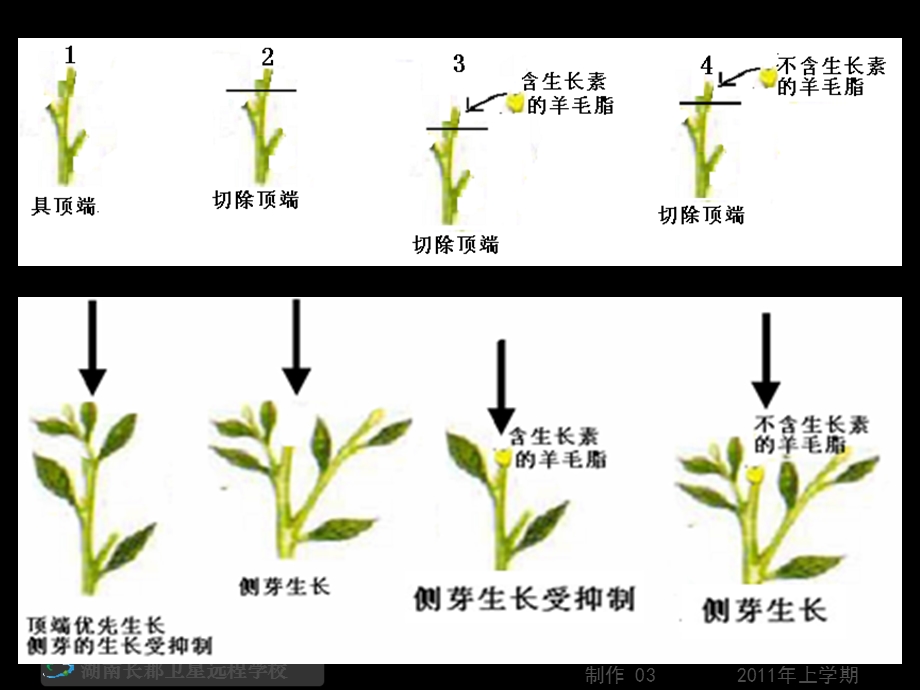 3.2生长素的生理作用课件关书胤.ppt_第3页