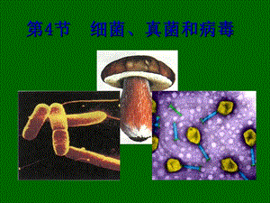 生物细菌、真菌和病毒.ppt