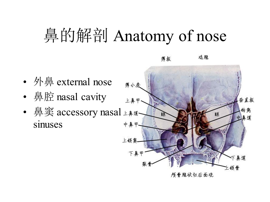 鼻与鼻窦解剖PPT课件.ppt_第2页